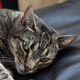 Image for article titled Sigma's Zoomy 18-250mm Lens Review/Rant: Better to Have 1 Lens or Many?